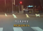 无锡街头暖心一幕：4只流浪狗“自觉等红灯”