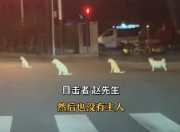 无锡街头暖心一幕：4只流浪狗“自觉等红灯”